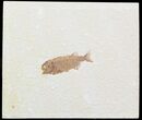 Rare Predatory Fish Eohiodon (Mooneye) - #47871-1